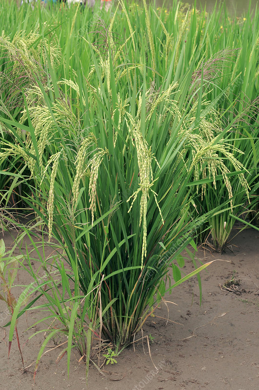 Wet Rice From Seed To Harvest Process Amazing Modern Asia Agriculture