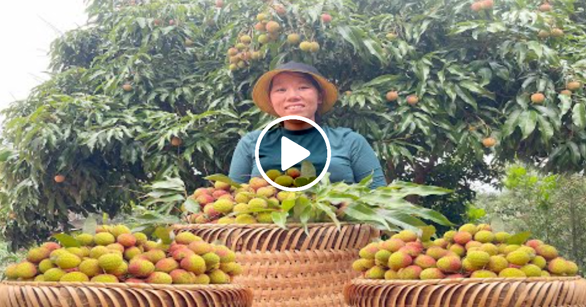 Harvesting Litchi Fruit Garden Goes To The Market Sell Gardening