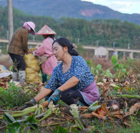 Awesome Grow And Harvest Giant Taro And Bring It To The Market To Sell