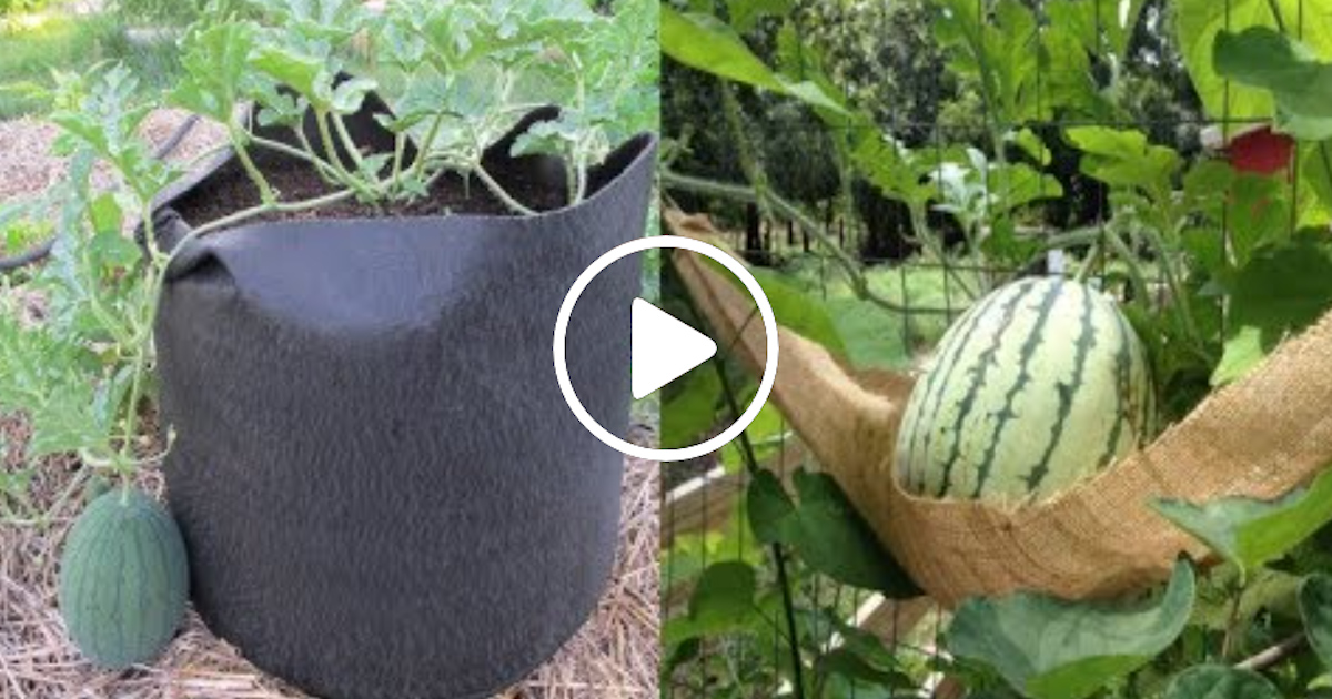 The 10 Tips To Grow Watermelon In Containers No Matter Where You Live Daily News 4885