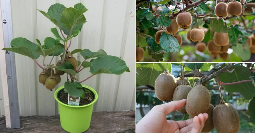 How to Harvest and Pack Mini Kiwi Fruits Easy, And Fast - Daily News