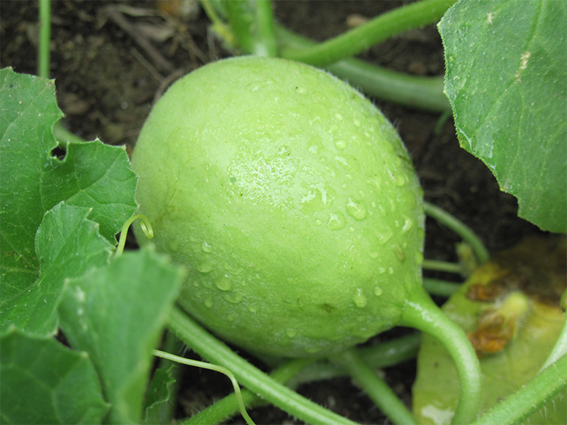 Discover Winter Melon Growing Tips for High Yield - Daily News