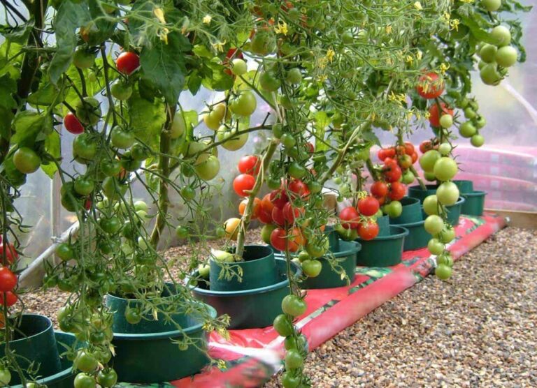 secrets-of-grow-roma-tomatoes-in-pots-more-fruit-daily-news