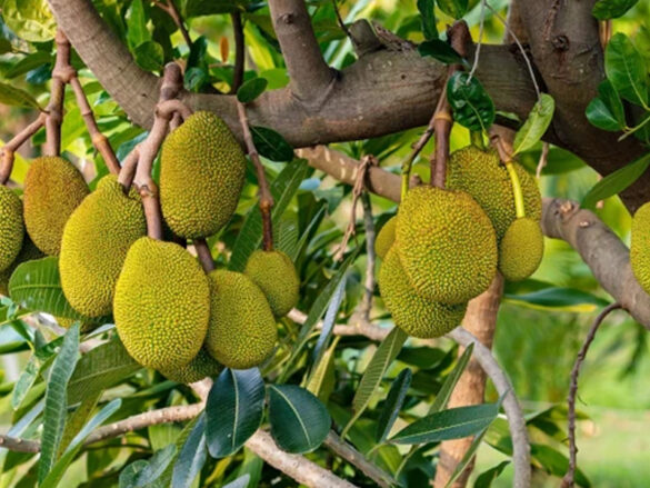 How To Grow Jackfruit With Branches In Banana Flowers For Many Roots Daily News