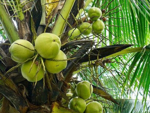 Learn How to Grow a Coconut Tree from a Coconut – Agricultural Family ...