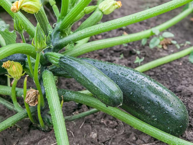 When and How To Harvest Zucchini Squash Fast And Effect - Daily News