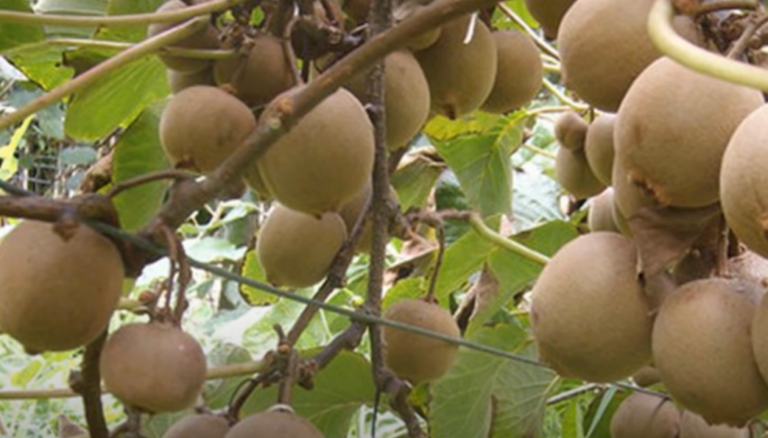 How To Harvesting And Process Kiwi! Amazing Agriculture Kiwi Farm ...