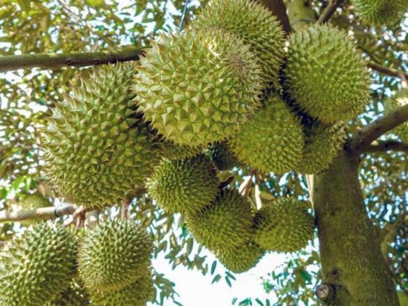 Awesome Asia Durian Farm and Harvest And Giant Durian Cultivation ...