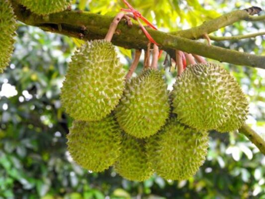 Awesome Asia Durian Farm and Harvest And Giant Durian Cultivation ...