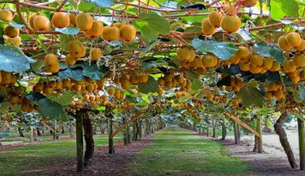 How To Harvesting And Process Kiwi! Amazing Agriculture Kiwi Farm ...