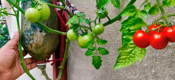 Easy Way To Grow Tomato Plant In Plastic Hanging Bottles Fᴏr High Yield ...