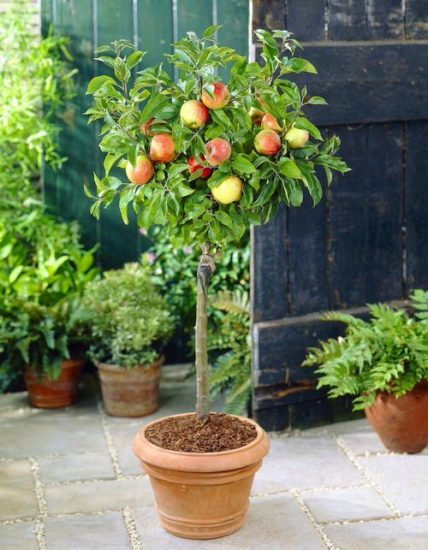 The Secret To Growing Apple Trees In Pots For More Fruit - Mixed Animals