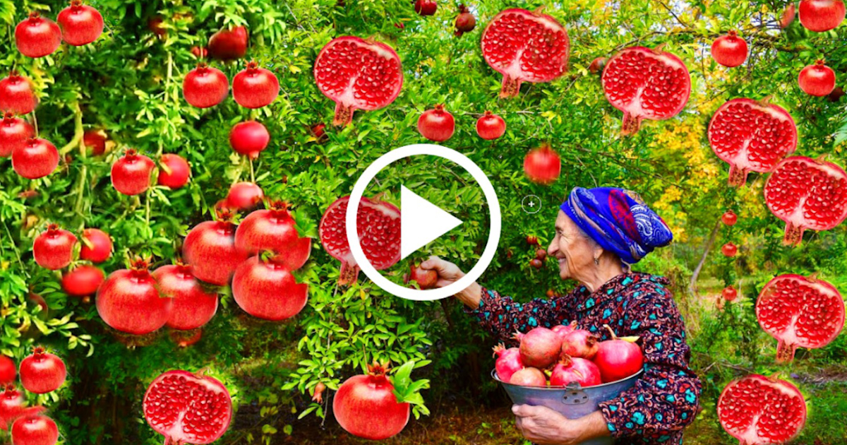 How To Growing And Harvesting Pomegranates To Make Pomegranate Wine Juice Daily News