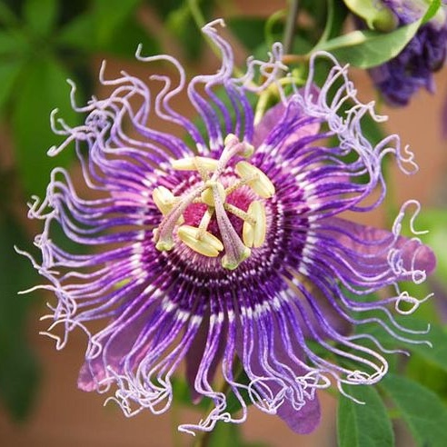 The Secret to Grow Colorful Passiflora From Cuttings And Seeds - Daily News