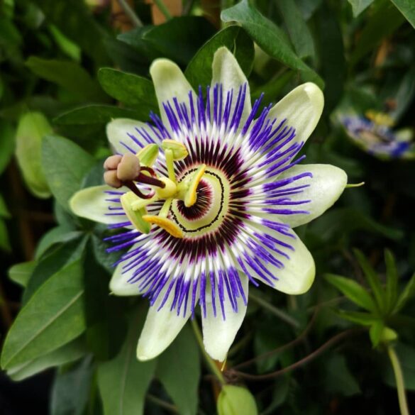 The Secret to Grow Colorful Passiflora From Cuttings And Seeds - Daily News