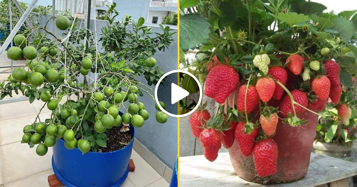 Best Fruits And Vegetables To Grow On Your Balcony Daily News 