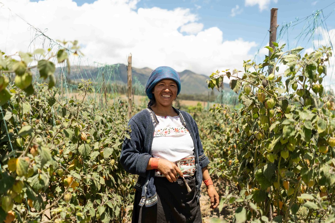 Golden Berry Harvesting Picking and Packing - Amazing Agriculture ...