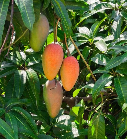 The 10 Different Types of Mangoes - Best Mango Varieties in the World ...