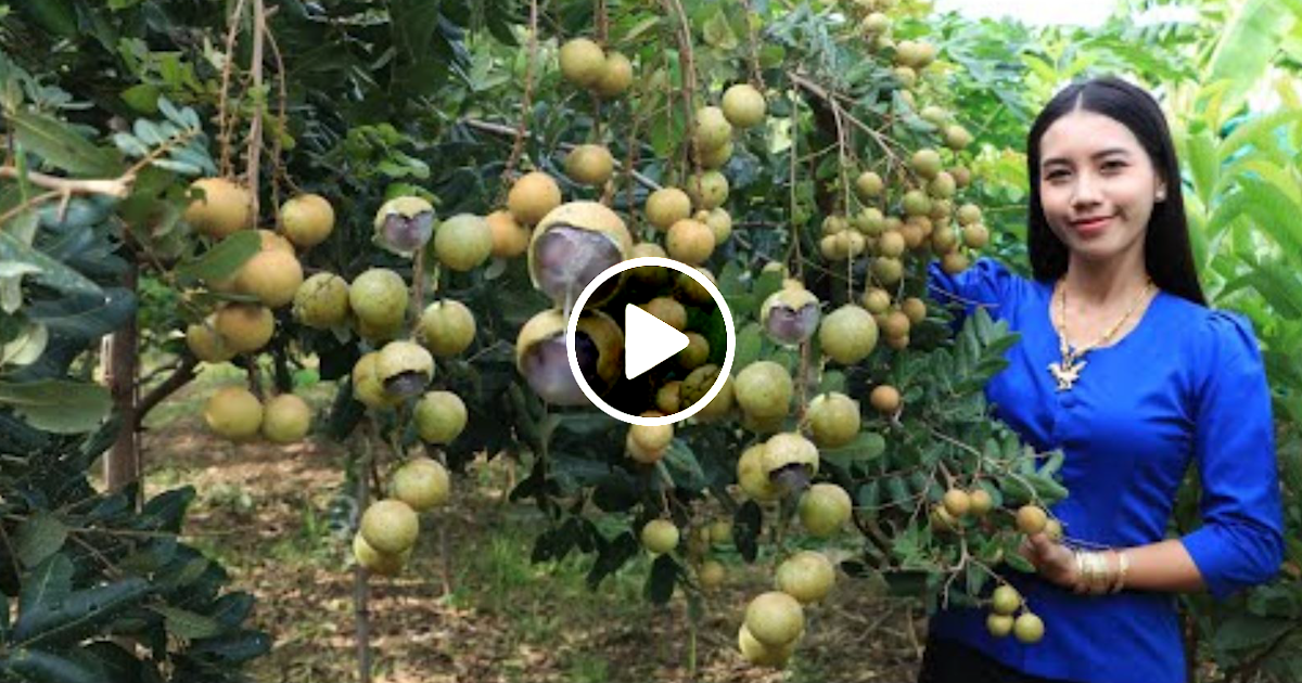 How To Increase Longan Production And Spraying San To Force Longan Tree