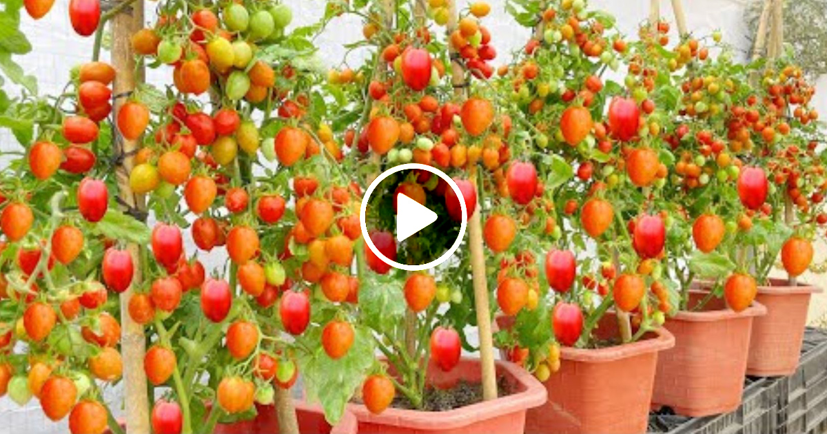 how-to-grow-and-care-for-cherry-tomatoes-that-few-people-know-about