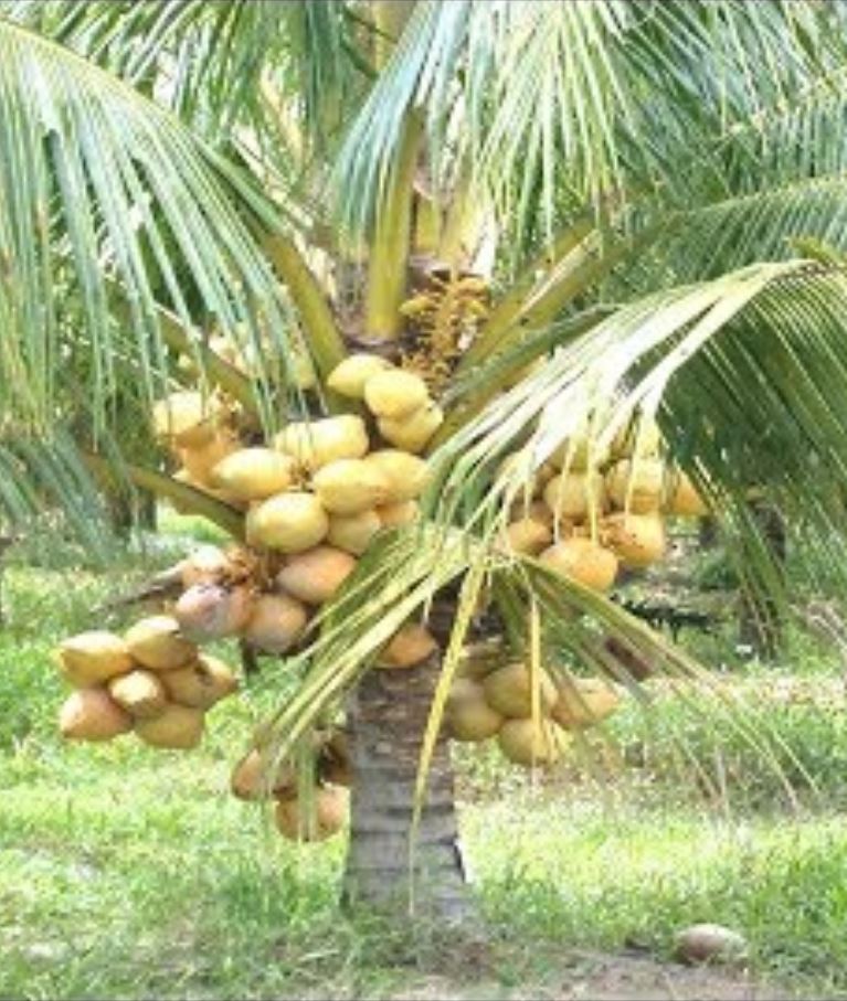 How To Produce Millions Of Products From Coconut - Coir Factory ...