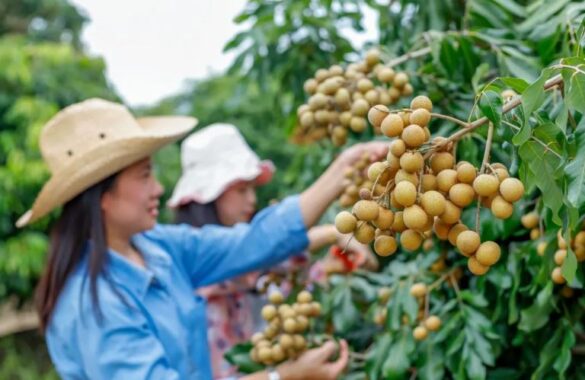 How To Increase Longan Production And Spraying San To Force Longan Tree ...