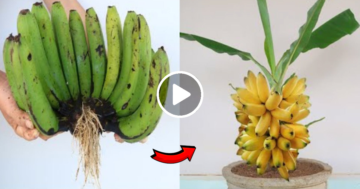 How To Grow Bananas From Seed For High Yield Few People Know Daily News