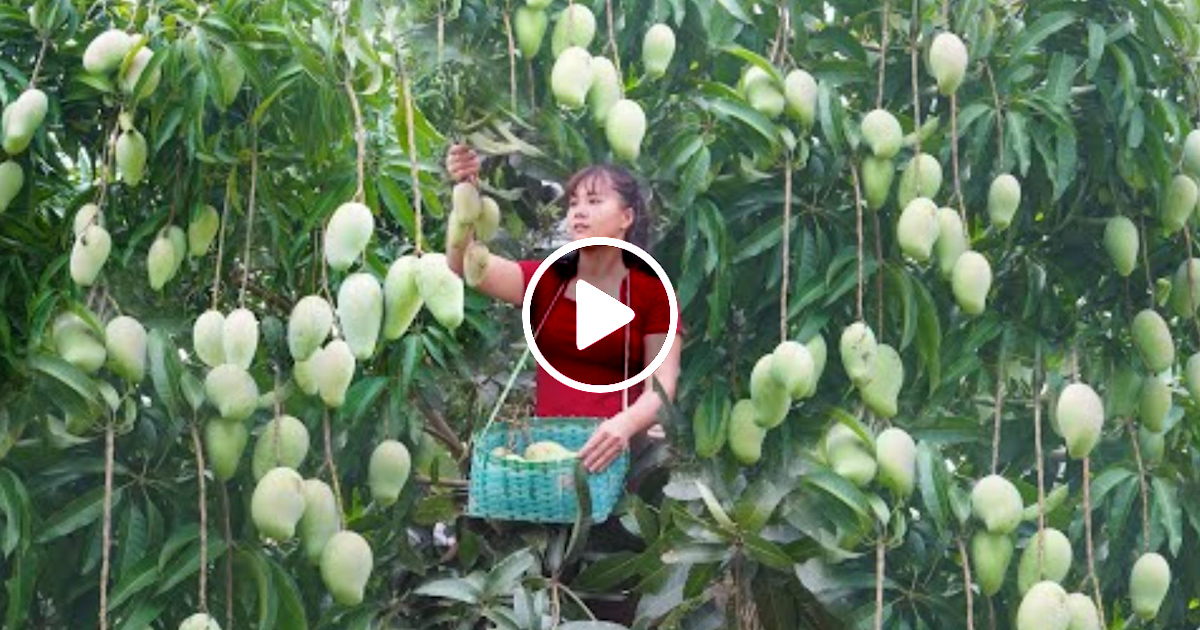 Harvesting Mango Go To Market Sell Harvest Banana And Ripen Banana