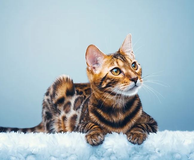 The Rarest Cat Breeds In The World - Daily News