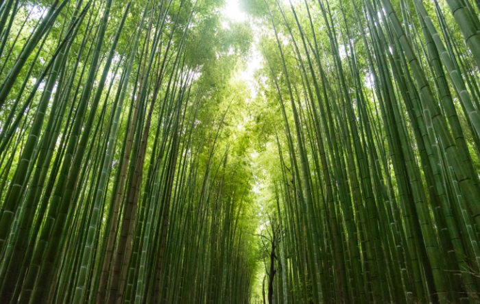 Bamboo Harvesting and Manufacturing in a $100 Billion Industry - Mixed ...