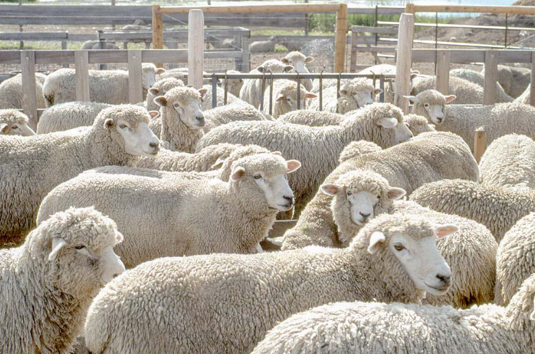 How 5,17 Million Sheep In The United States Are Raised By Ranchers 