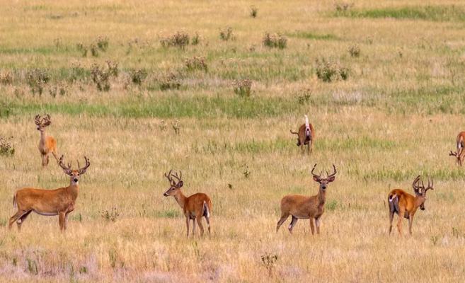 How Are More Than 30,6 Million Deer In America Raised - American ...