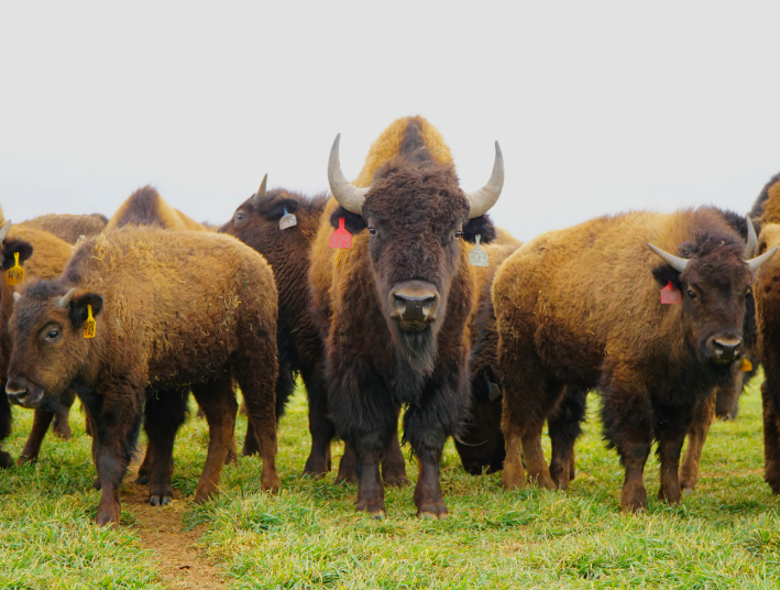 How Do American Ranchers Raise Thousands Of BISON - Mixed Animals