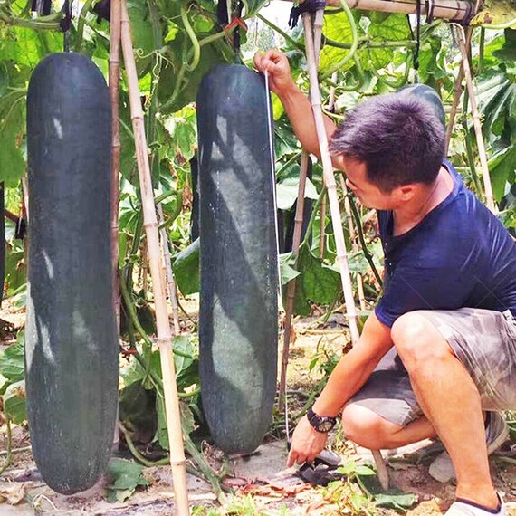 Gigantic Chinese Gourds: An Incredible Harvest And Awesome - Daily News